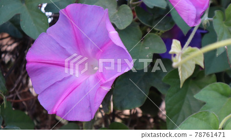 Beach moonflower with a natural background. Close-up of Purple Beach Moonflowers (Ipomoea violacea) at the green nature Beach moonflower with a natural background. Close-up of Purple Beach Moonflowers (Ipomoea violacea) at the green nature 78761471