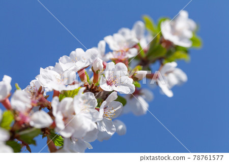 Cherry blossom spring tree in front of blue sky Cherry blossom spring tree in front of blue sky 78761577