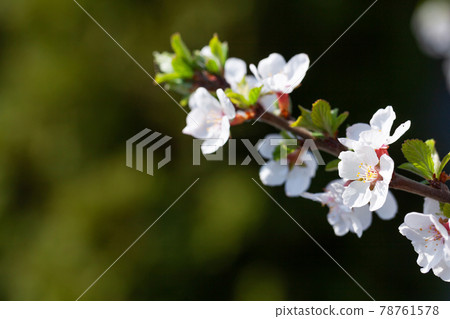 Cherry blossom spring tree Cherry blossom spring tree 78761578