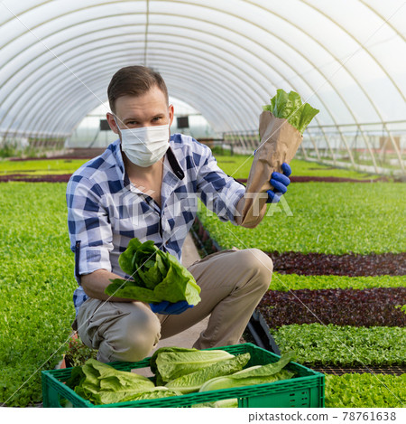 a man in a medical mask, is in a greenhouse, squatting, demonstrating the harvest of romaine lettuce, concept a man in a medical mask, is in a greenhouse, squatting, demonstrating the harvest of romaine lettuce, concept 78761638