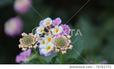 Colorful West Indian Lantana flower at the botanical garden. Lantana Camara bloom in the garden on natural green background in Turkey 78761772