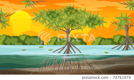 Mangrove forest landscape scene at sunset time Mangrove forest landscape scene at sunset time 78761878