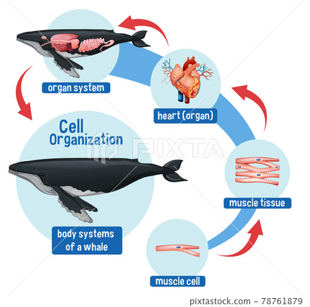 Diagram showing cell organization in a whale Diagram showing cell organization in a whale 78761879