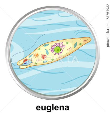 Anatomy structure of Euglena on white background Anatomy structure of Euglena on white background 78761982
