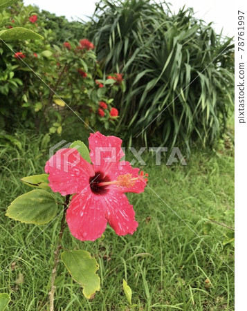 Pink hibiscus blooming in Okinawa Pink hibiscus blooming in Okinawa 78761997