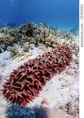 沖繩海中捕獲的大生物 78762001