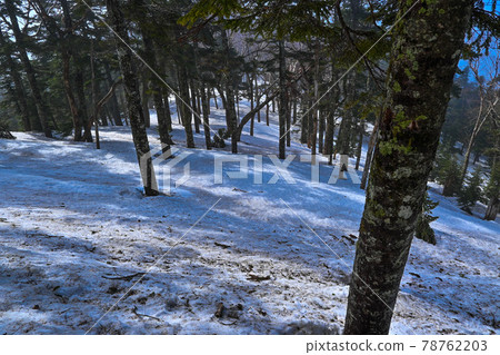 Fog-covered early spring forest belt Fog-covered early spring forest belt 78762203