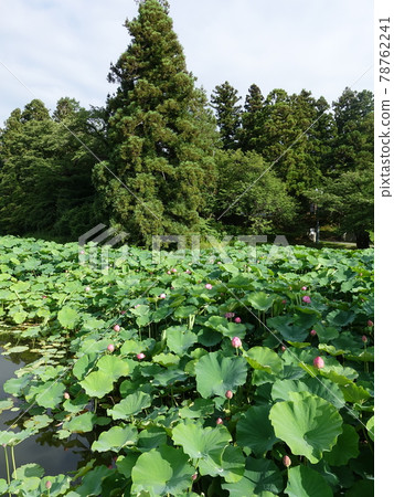 Hass Hasu Lotus Matsugasaki Park 78762241