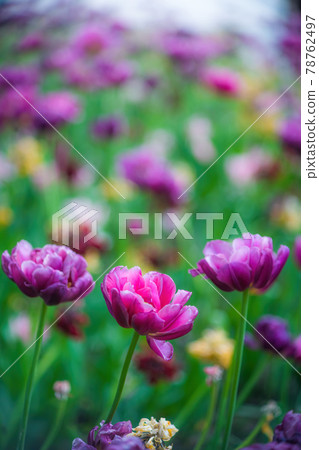 Field purple flower tulip close up on a blurred background 78762497