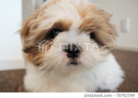 Mofumofu unkempt dog that can't go trimming yet Mofumofu unkempt dog that can't go trimming yet 78762599