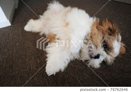 不能修剪的熱的、流口水的小狗 78762646