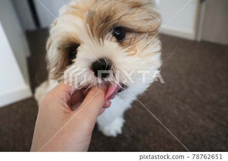 一隻伸出舌頭嚐嚐媽媽手的狗 78762651