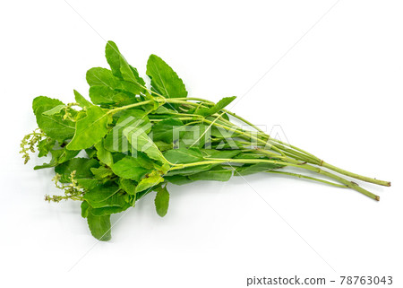 Bunch of fresh Holy Basil on white background, flat image of organic Holy Basil. 78763043