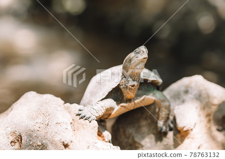 Sea turtles looking from the water in the reserve 78763132