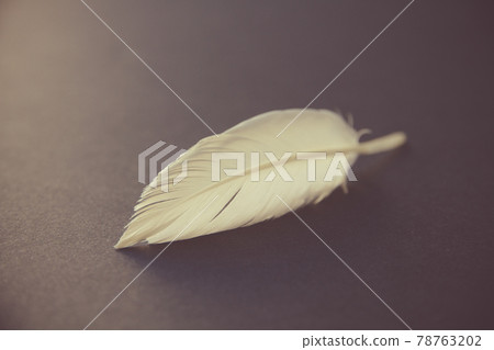 White feather on elegant background 78763202
