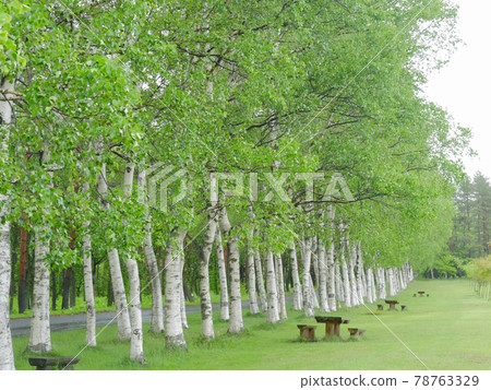 Birch 1 row of trees 78763329