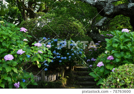 Hydrangea 78763600