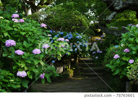 Hydrangea 78763601