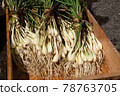 I washed the scallions after harvesting 78763705
