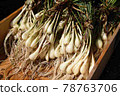 I washed the scallions after harvesting 78763706