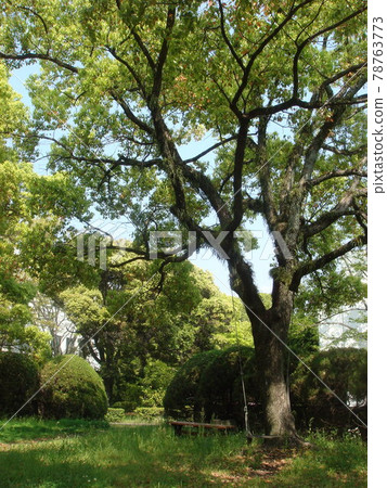 樹木繁茂的公園 78763773