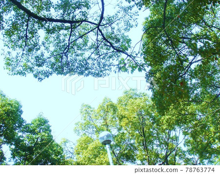 樹木繁茂的公園 樹木繁茂的公園 78763774