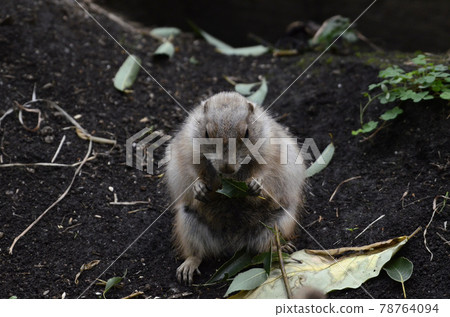 Prairie dog 78764094