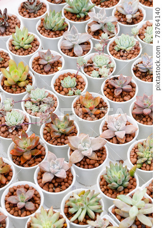Mixed Mini Echeveria Rosette. Mixed Mini Echeveria Rosette. 78764140