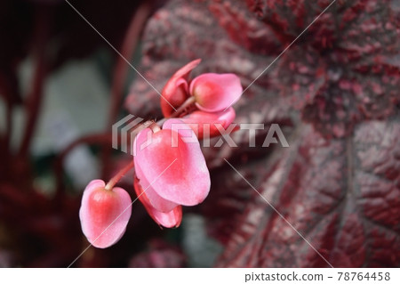 Rex begonia red-black leaves and pink flowers up - Stock Photo [78764458] -  PIXTA