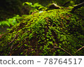 Beautiful moss 78764517