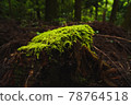 Stump and moss 78764518