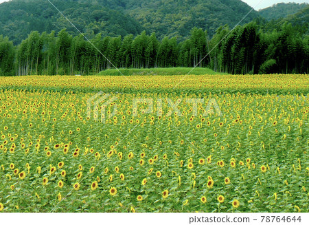 永遠延續的佐葉町向日葵田 永遠延續的佐葉町向日葵田 78764644