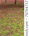 Dead leaves of maple that fell on the moss 78764737