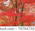 Autumn tints in height 78764738