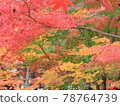 Graduation of autumn leaves 78764739