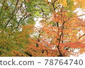 Autumn leaves starting to change color 78764740