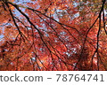 I look up at the autumn leaves 78764741