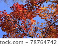 Autumn leaves in late autumn 78764742