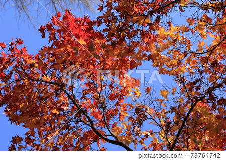 深秋的落葉 78764742