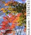Momiji gradation 78764743