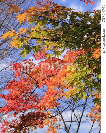 Momiji漸變 78764743