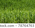 Green Grass Background 78764763