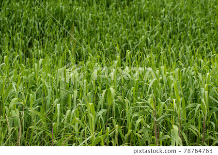 Green Grass Background 78764763