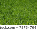 Green Grass Background 78764764