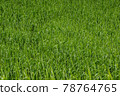 Green Grass Background 78764765