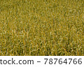 Yellow Grass Background 78764766