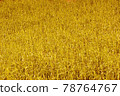 Yellow Grass Background. 78764767