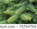 Green spruce branches 78764768