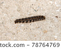 Hairy black caterpillar 78764769