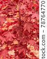 Red maple leaves in autumn 78764770